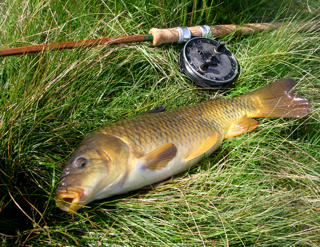 Fishing - Wild Carp Trust : Wild Carp Trust