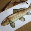 Scott Winstanley wild carp artwork