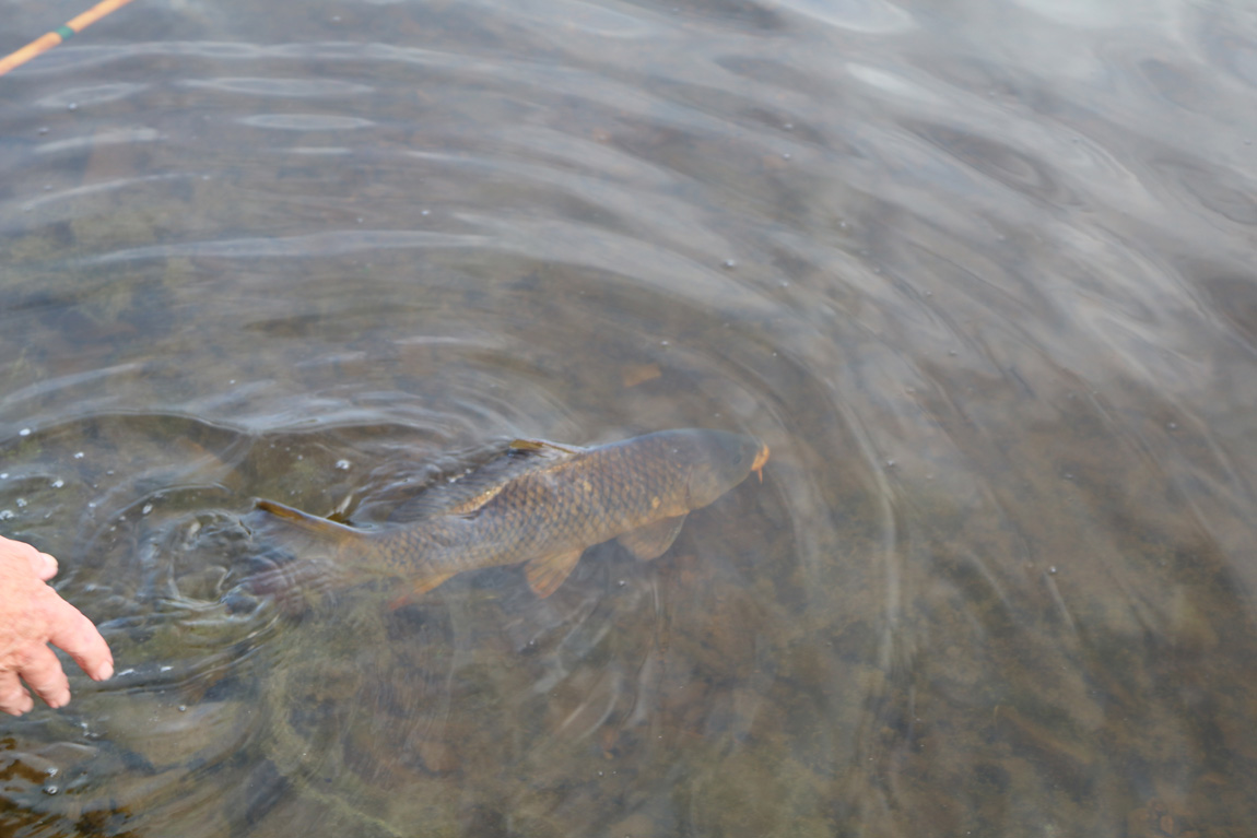 Wild carp, Pant y Llyn, Powys, Wales.