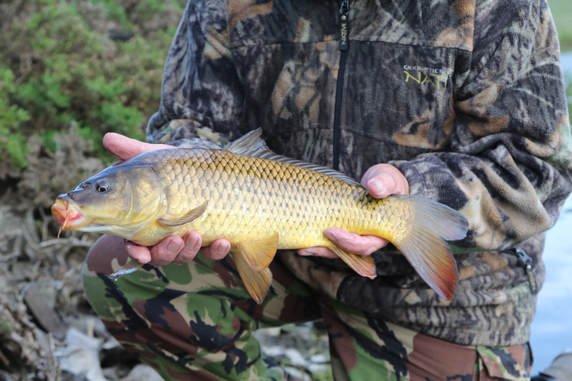 Wild carp from Pant y llyn, Powys, Wales