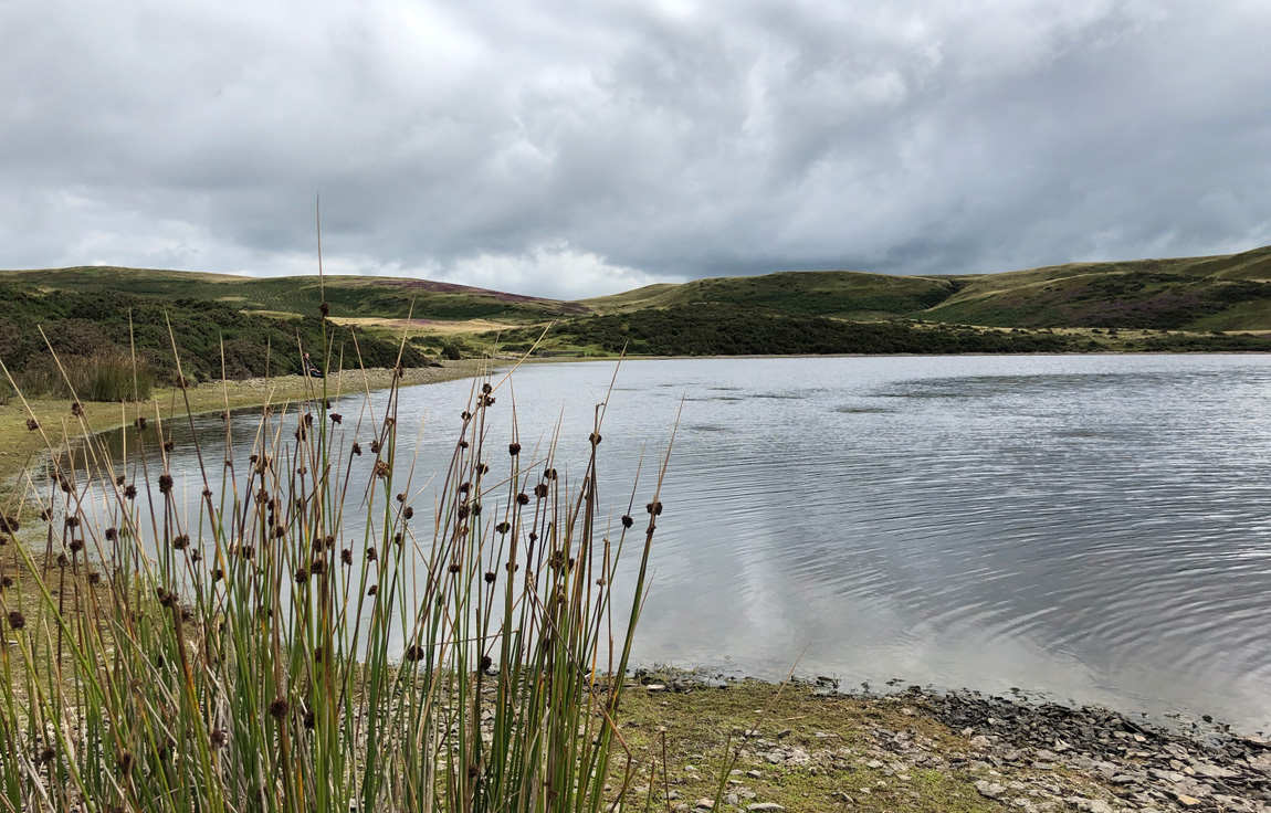 Pant y Llyn wild carp lake powys wales