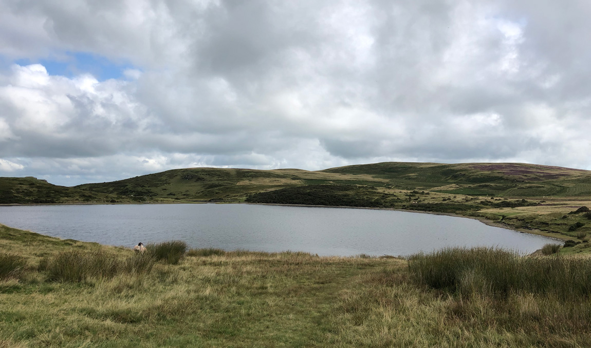 Pant y Llyn, Powys, Wales, wild carp lake