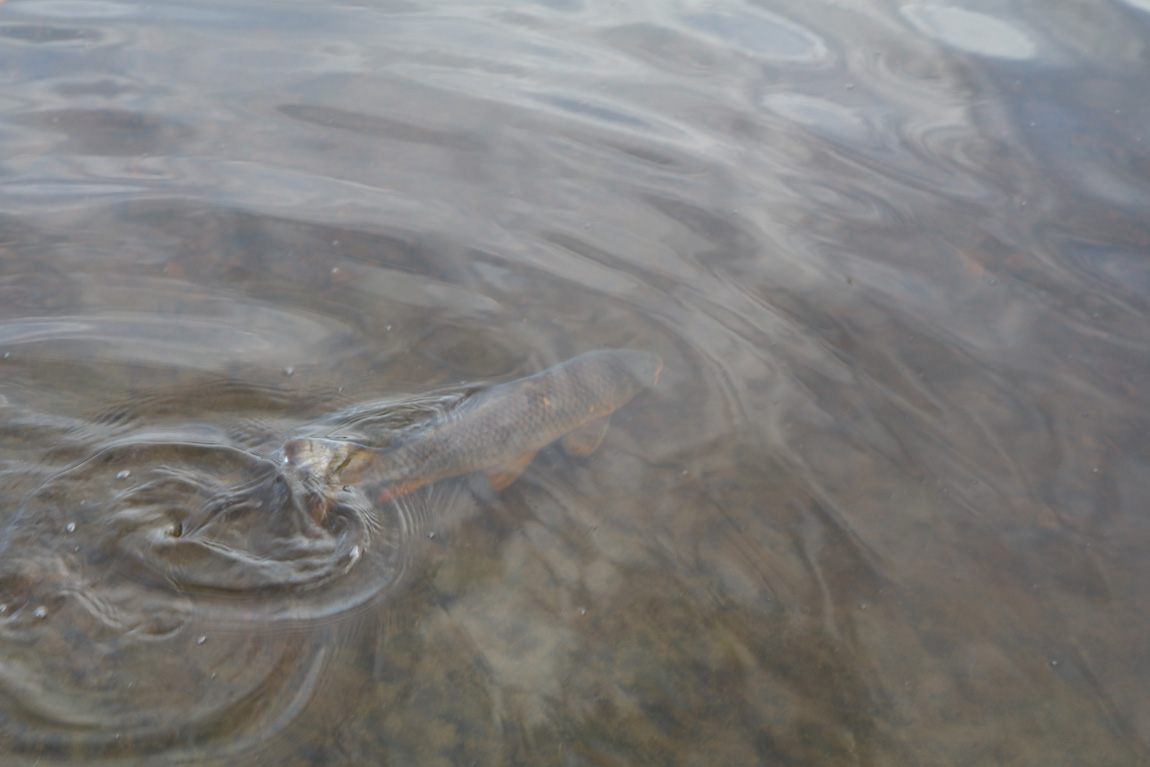 Wild carp, Pant y Llyn, Powys, Wales