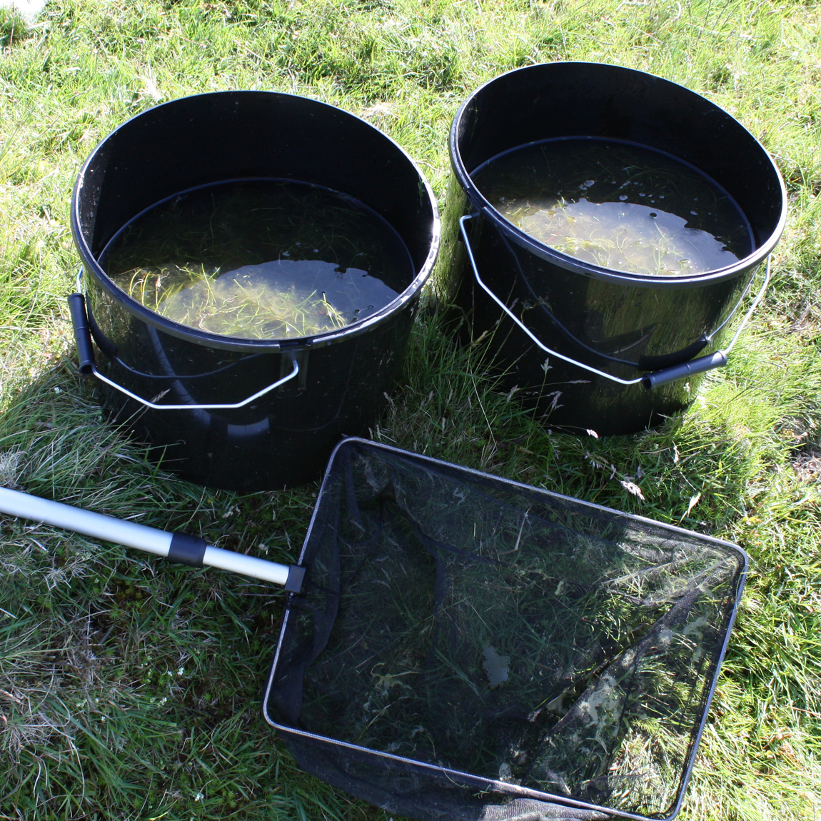 The first two buckets of wild carp eggs ready to be transported.