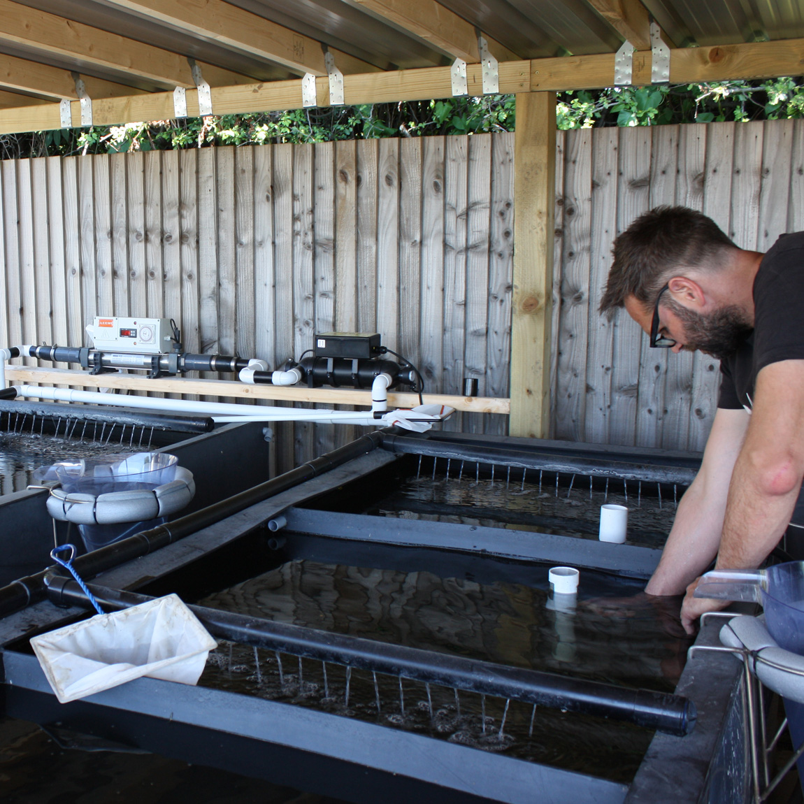 The impressive fry rearing facility at Ben Cornick's 5 Star Fisheries.