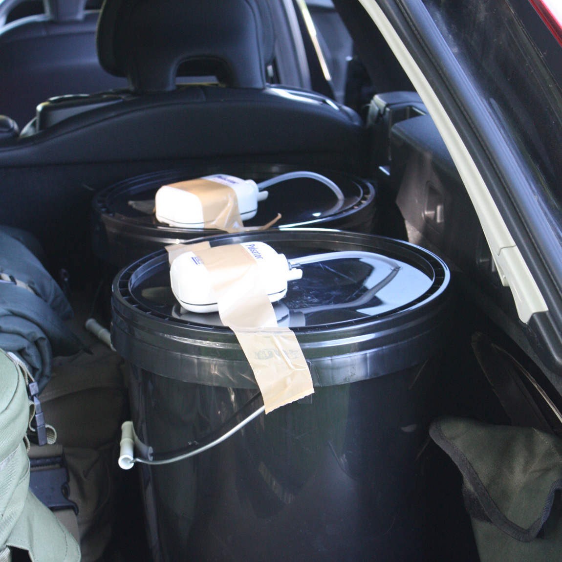 Buckets of wild carp eggs ready to be transported.