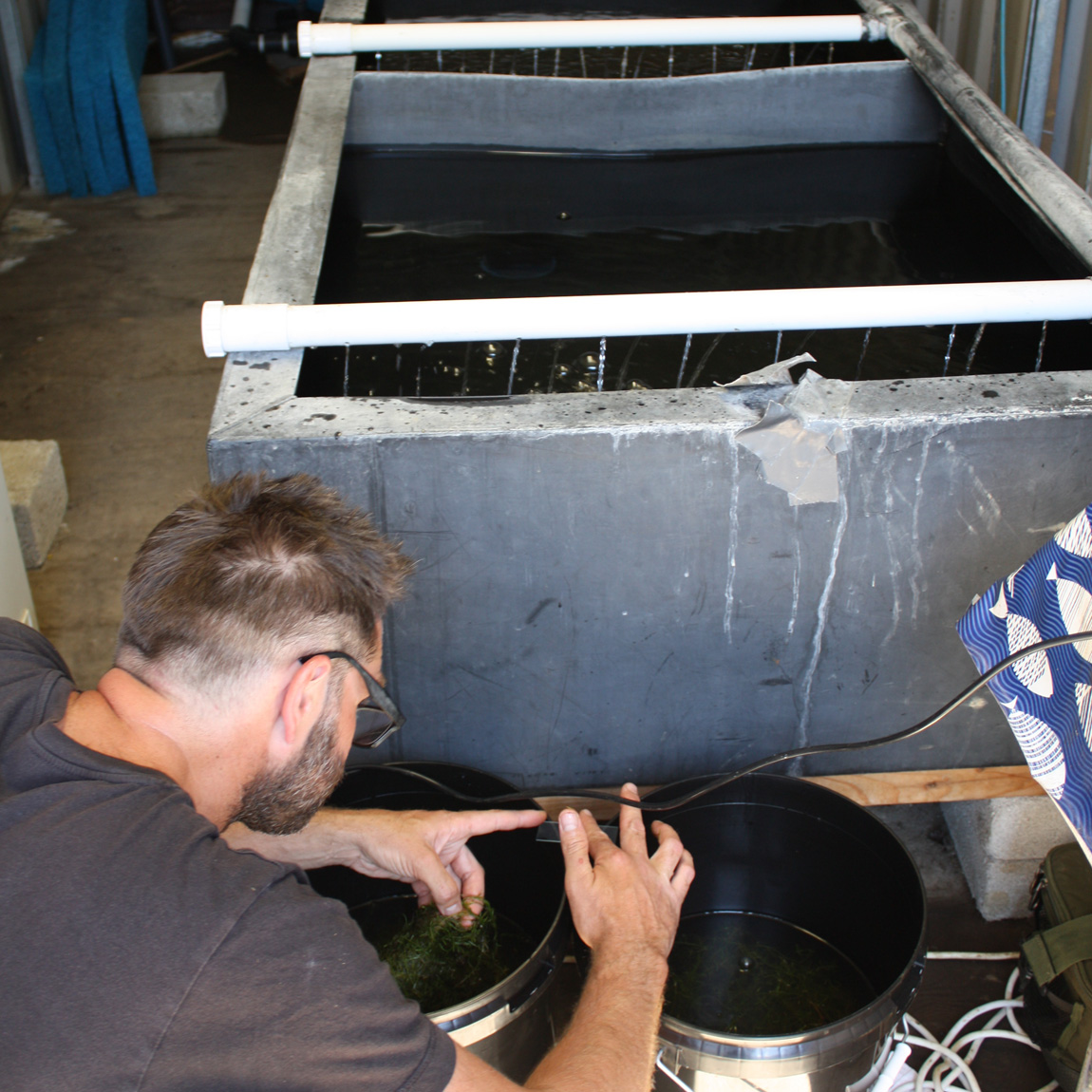 Ben Cornick checks the water temperature of the eggs in the buckets and the tanks.
