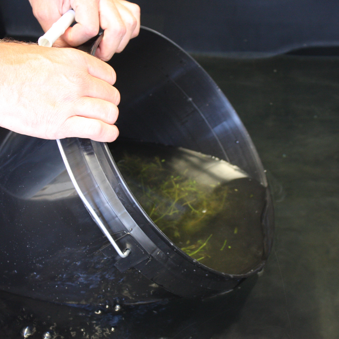 The big moment when the carp eggs entered the rearing programme.