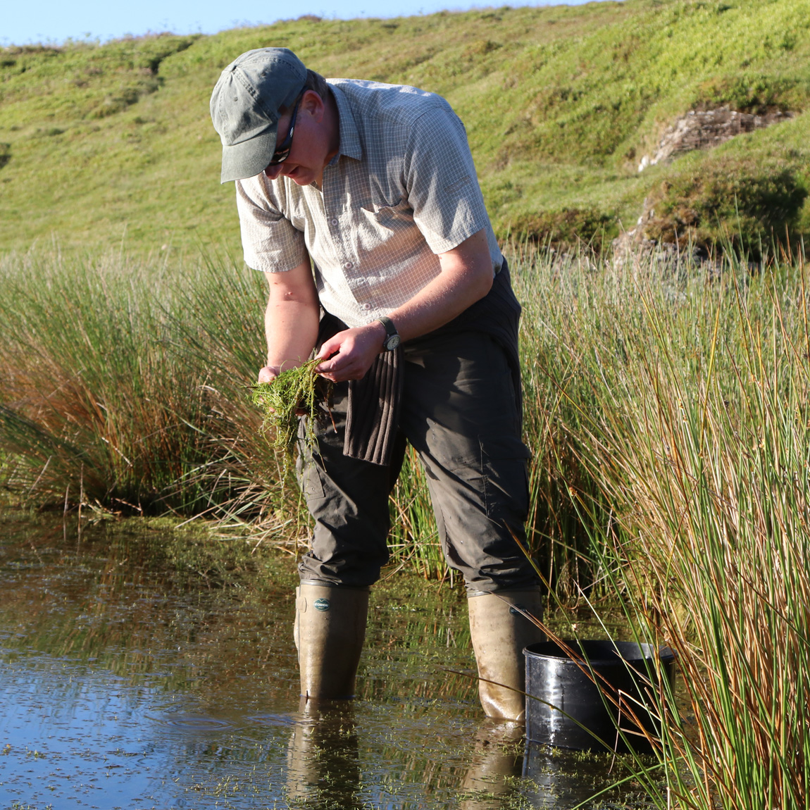 The search begins for wild carp eggs