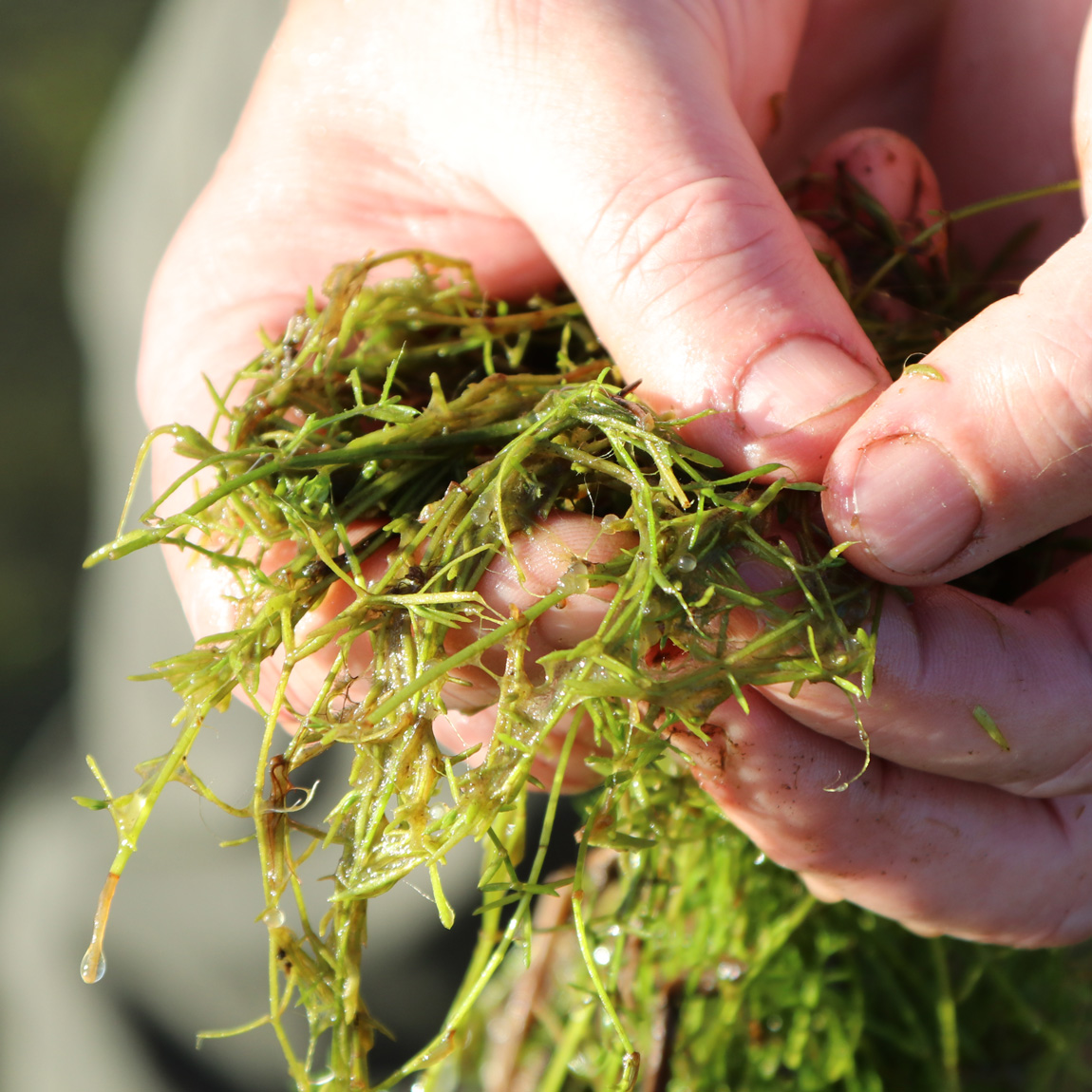 Feeling through the weed for wild carp eggs.