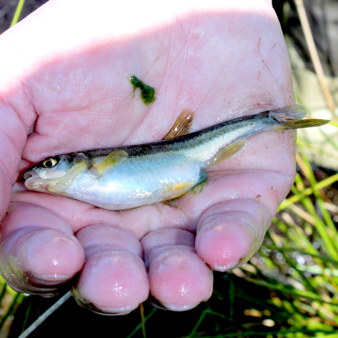 Huge minnow