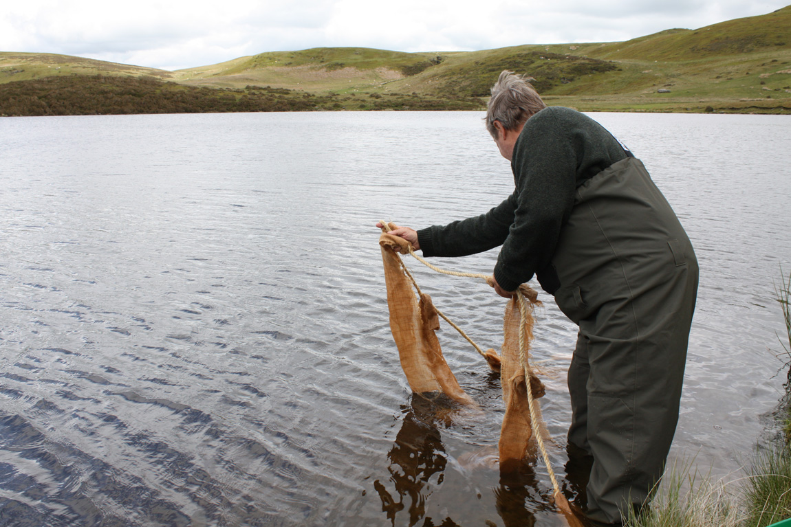 Positioning the substrates at Pant y Llyn in the hope that the carp would spawn on them.