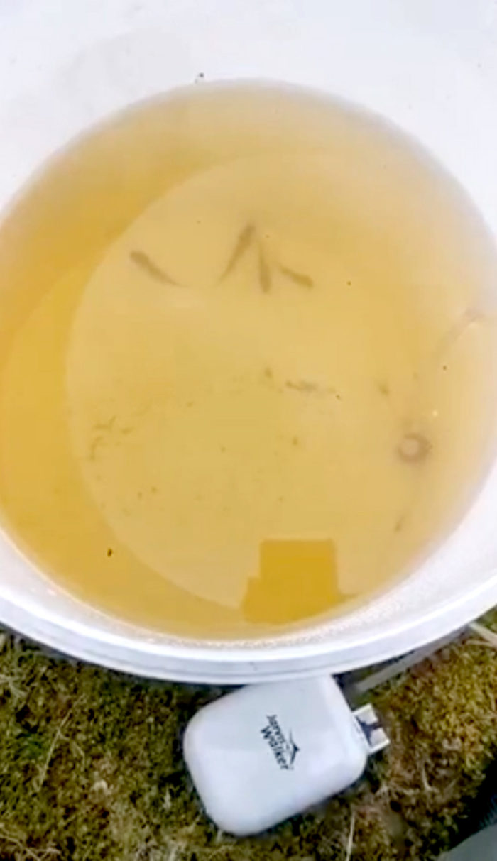 Wild carp fry collected by the Wild Carp Trust