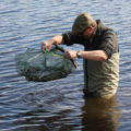 wild carp trust fry collection