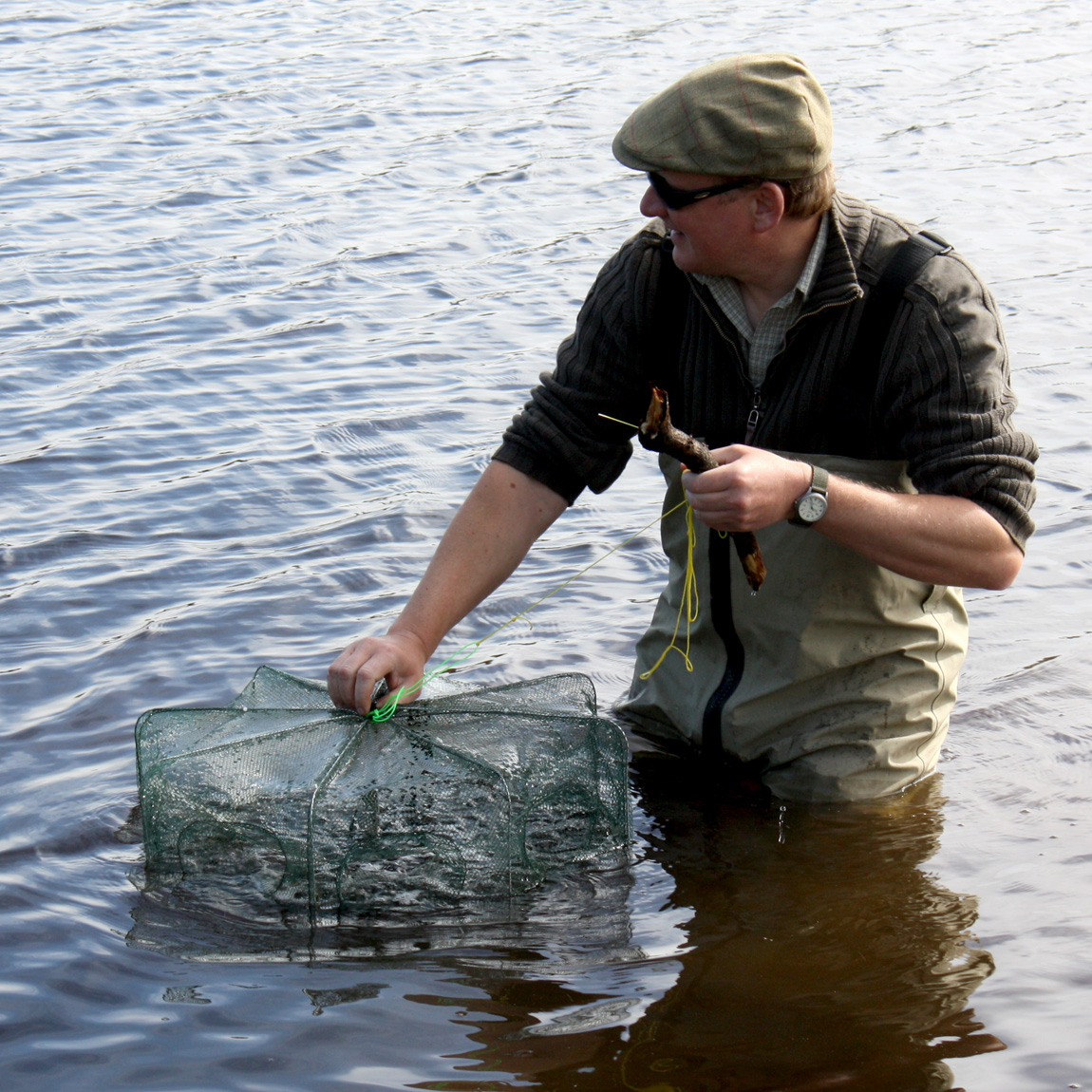 Wild carp fry collection