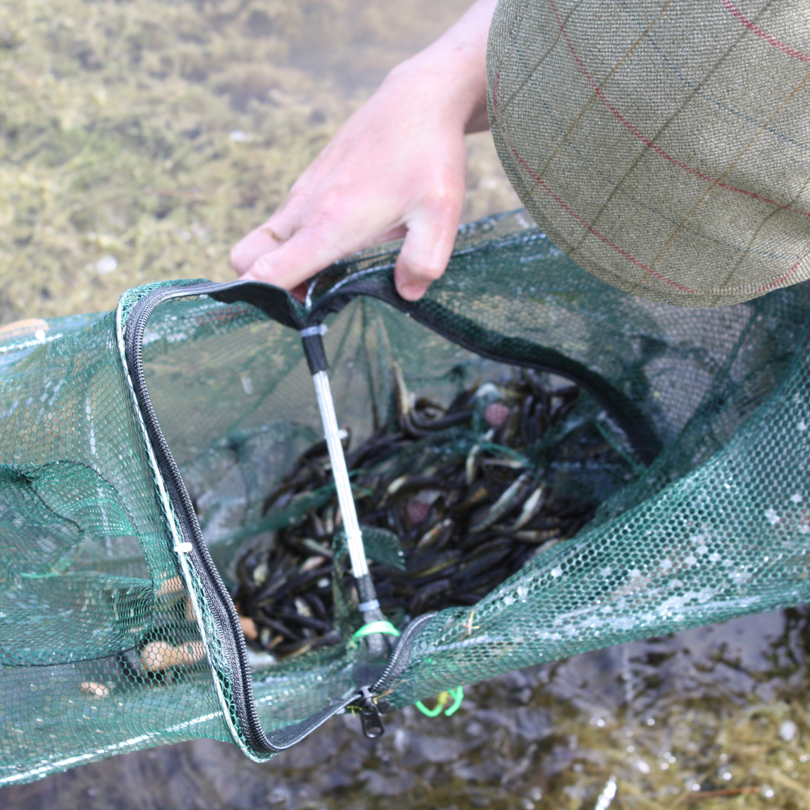 Minnows collected at Pant y Llyn by the Wild Carp Trust