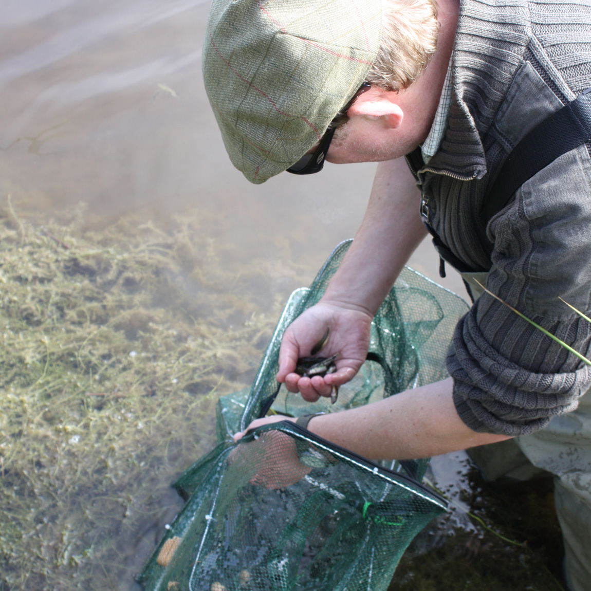 No carp in this net