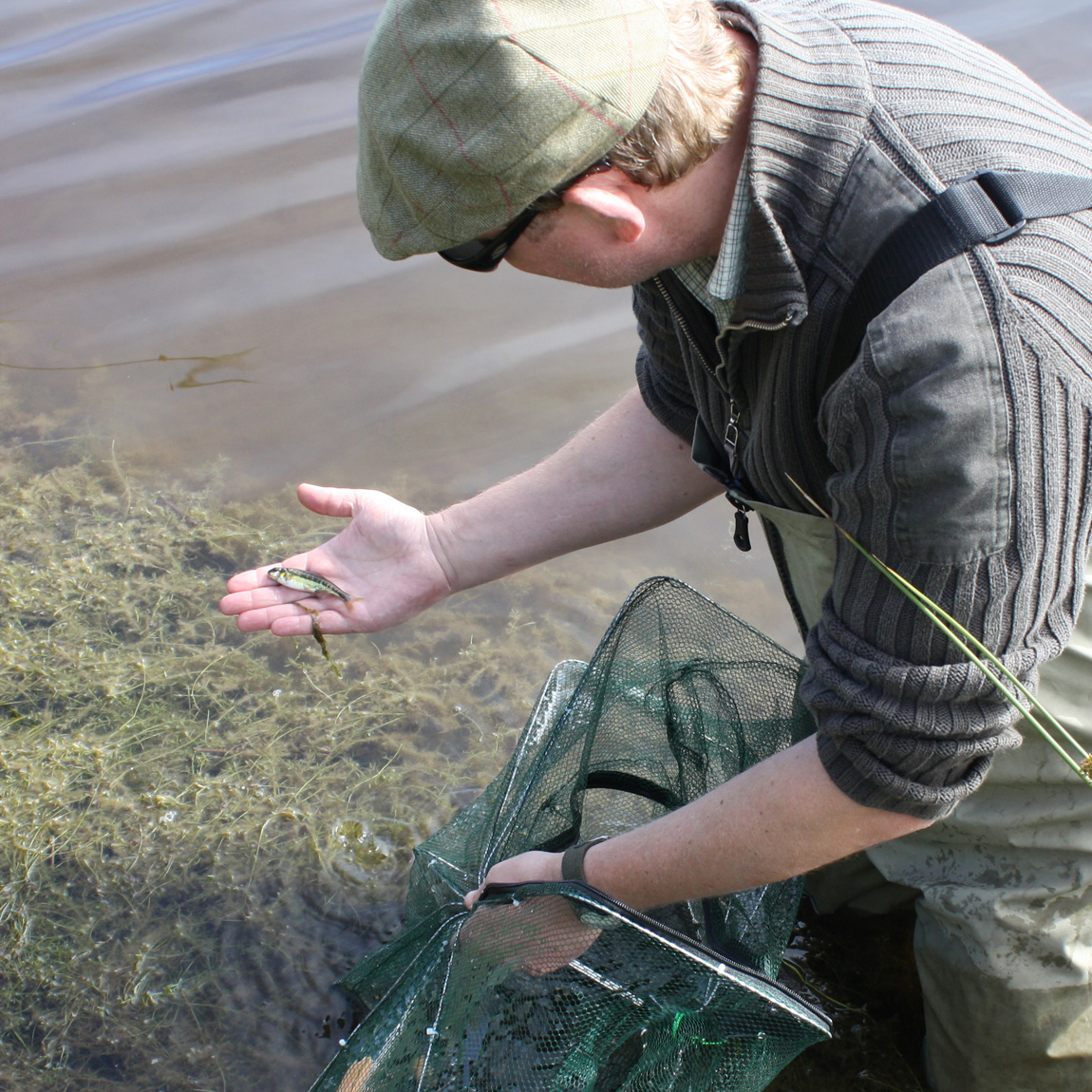 Good average size of minnows