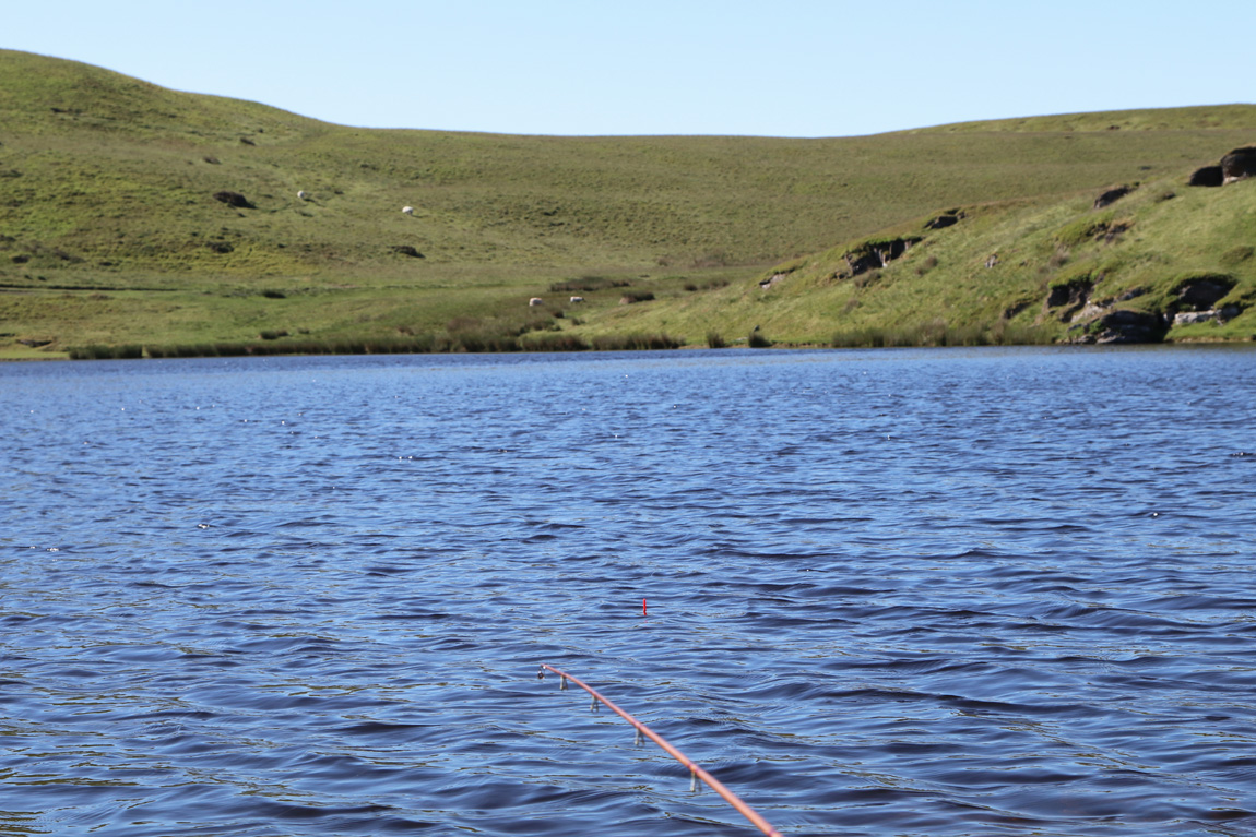 Pant y Llyn wild carp fishing