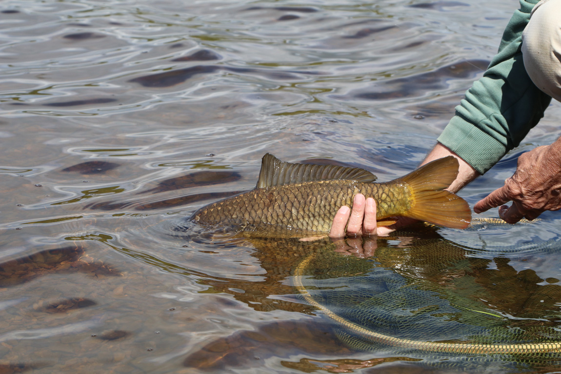 Wild carp at Pant y Llyn, Powys, Wales