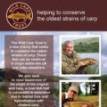 Wild Carp Trist advert