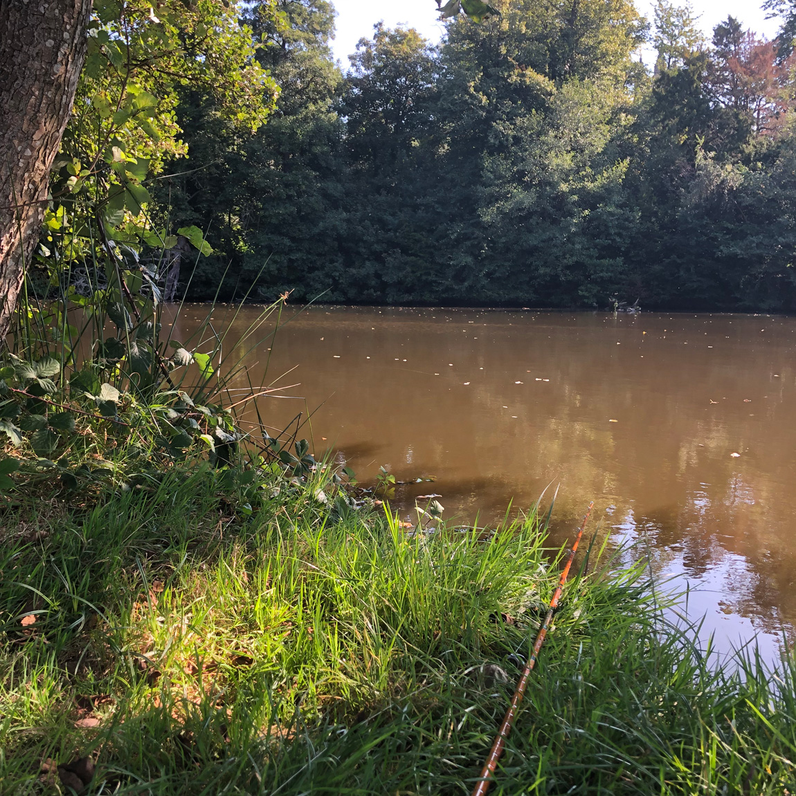 Chiddingstone Castle wild carp lake