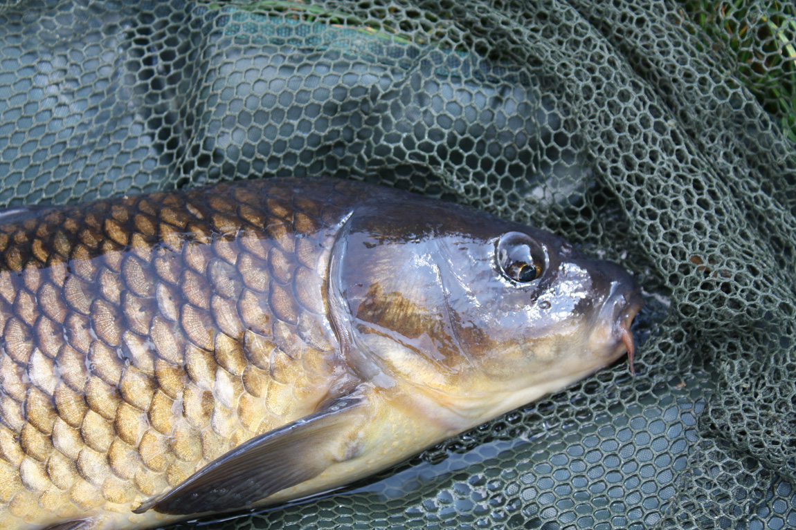 Chiddingstone Castle wild carp