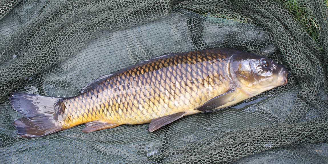 Chiddingstone Castle wild carp