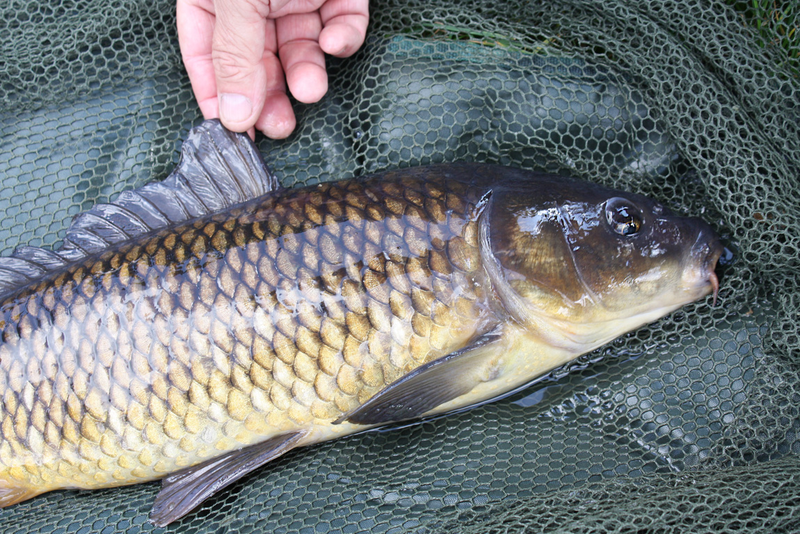 Chiddingstone Castle wild carp