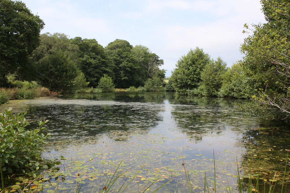 Cowslip Pool, Wild Carp Trust