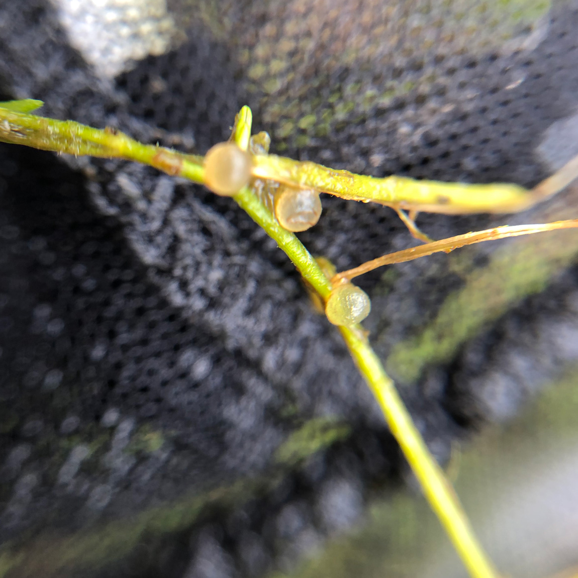 The first three carp eggs