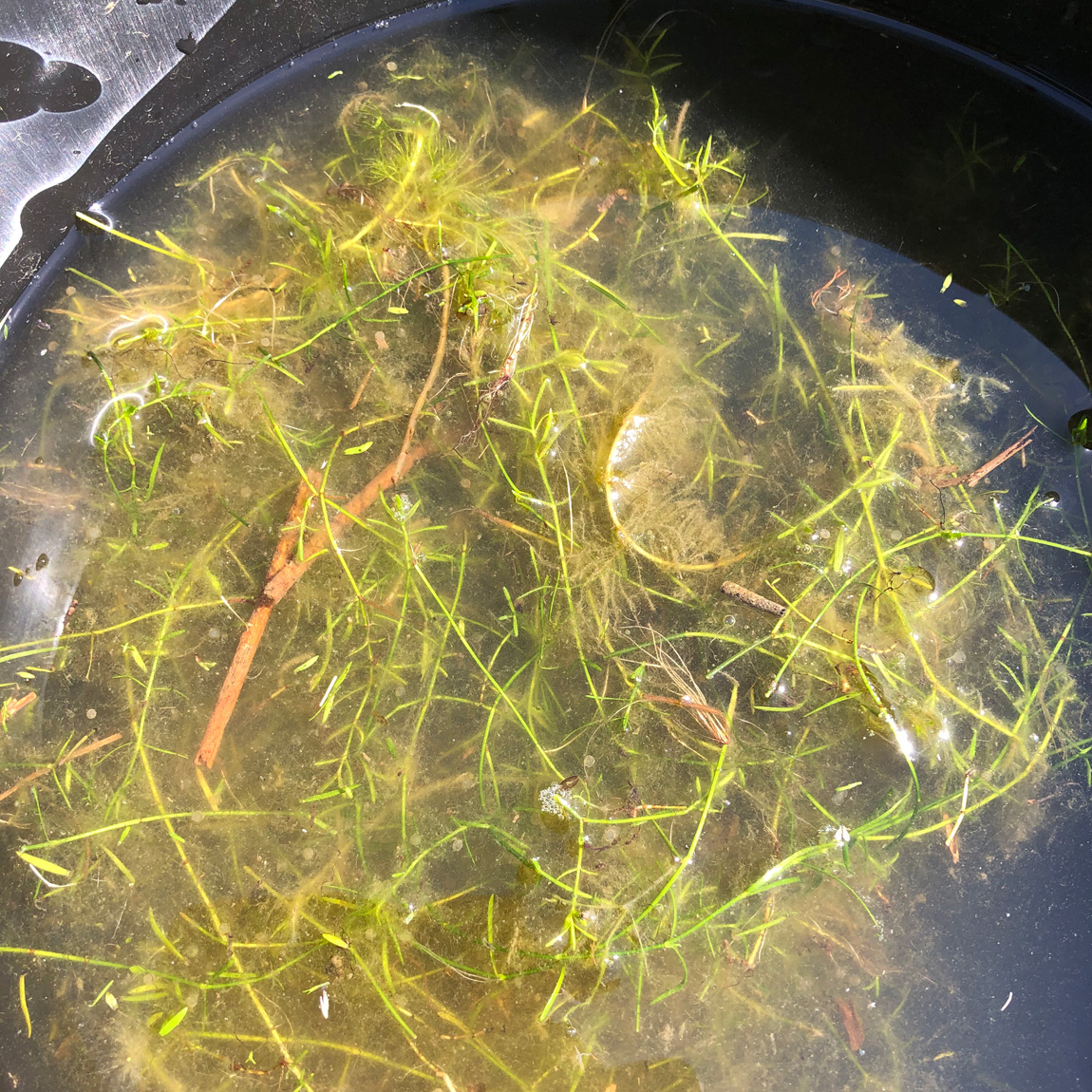 The first bucket begins to fill with weed and carp eggs.