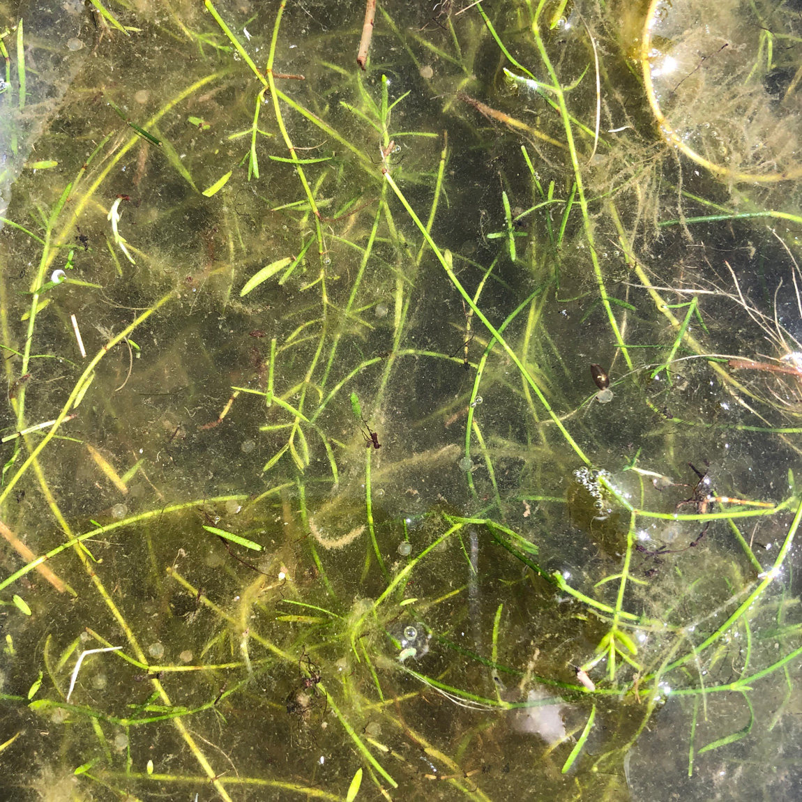Close up of the weed, how many carp eggs can you count?