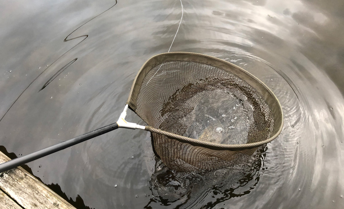 Llyngwyn wild carp wales