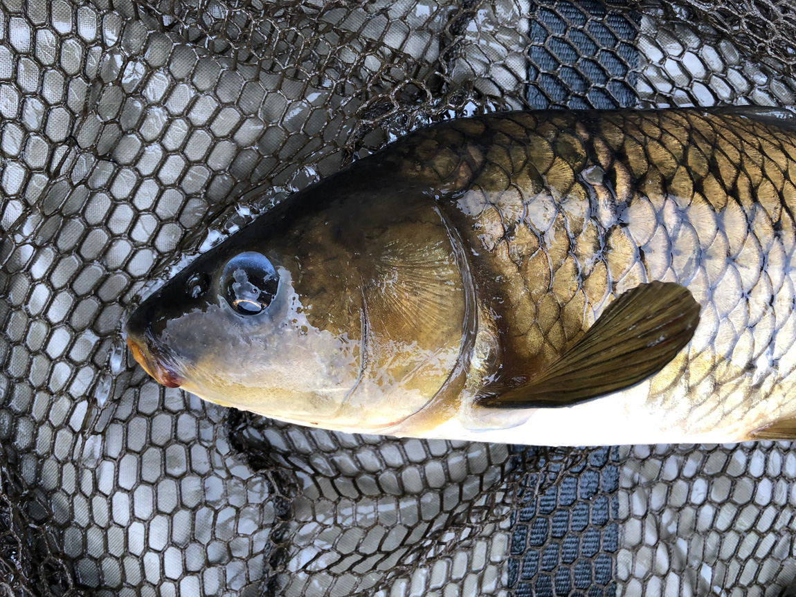 Llyngwyn wild carp