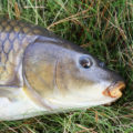 Wild carp close up