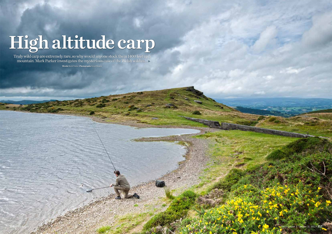 High-altitude-wild-carp