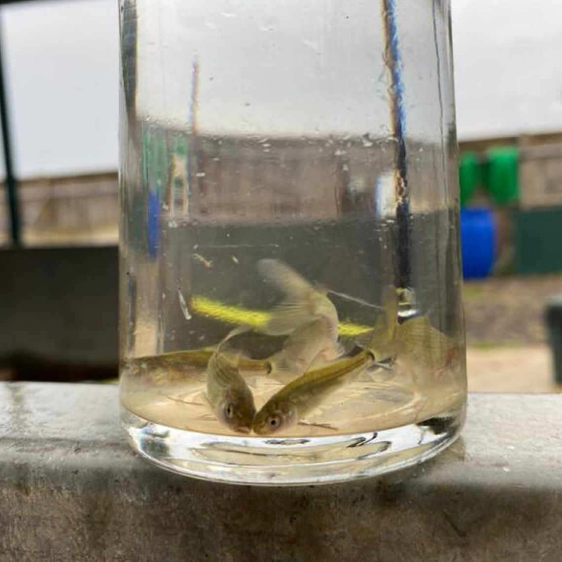 Wild carp grown from eggs spawned in the wild, collected by the Wild Carp Trust.