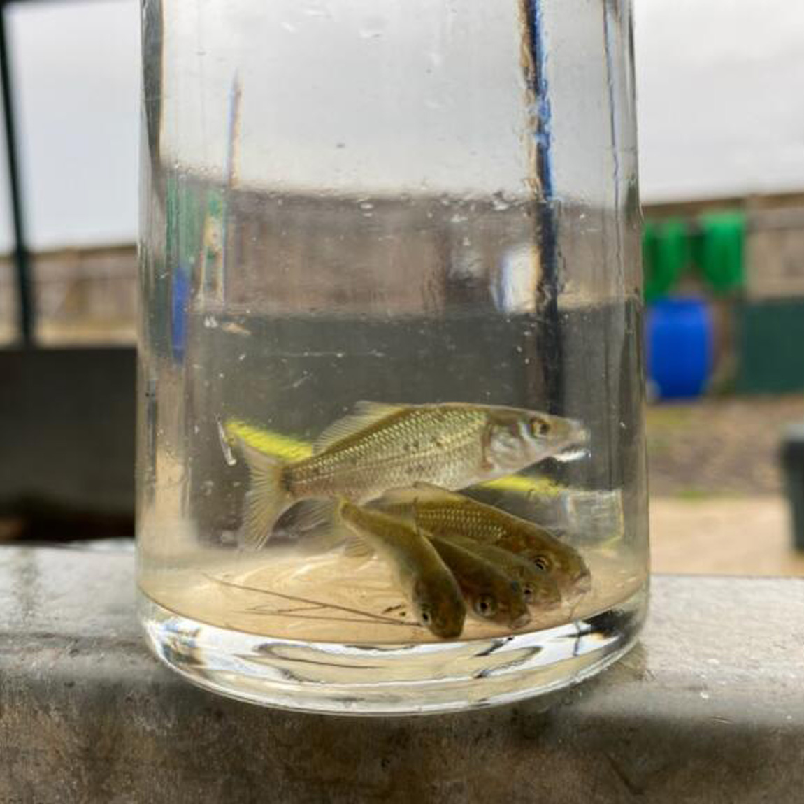 Wild carp fry