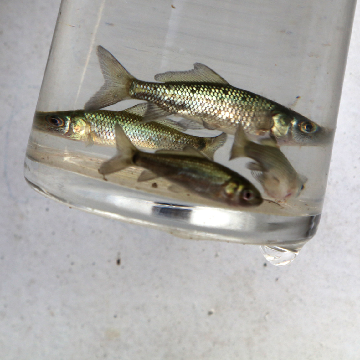 Four month old wild carp, grown by the Wild Carp Trust