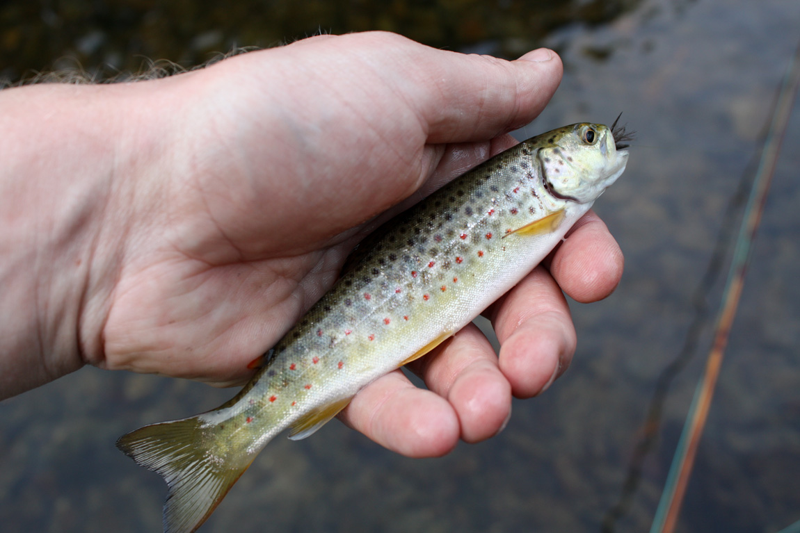 Fennel Hudson brown trout