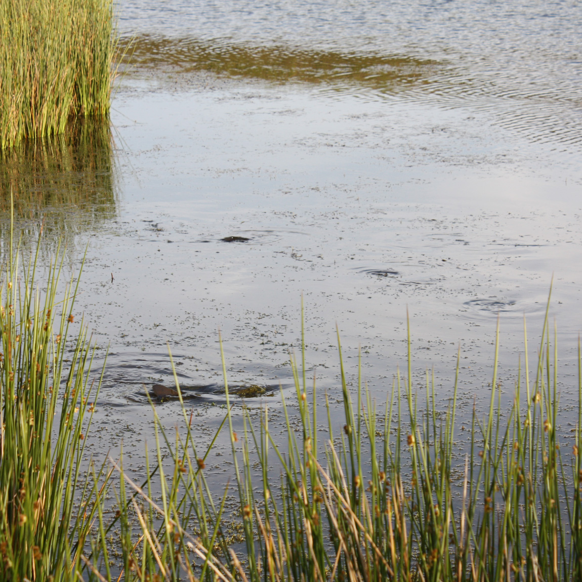 Wild carp spawning at Pant y Llyn