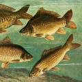 wild carp art