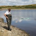 Wild carp trust fry collection