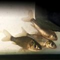 three baby wild carp