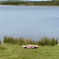 wild carp trust on spawning watch at Pant y llyn.