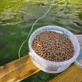 feeding the wild carp trust brood fish