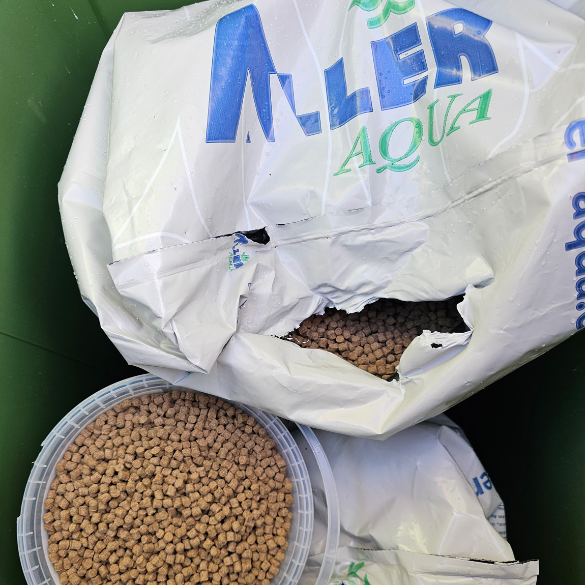 wild carp trust brood fish feed