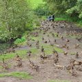 ducks at cowslip pool