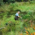 wild carp trust iris pool work party